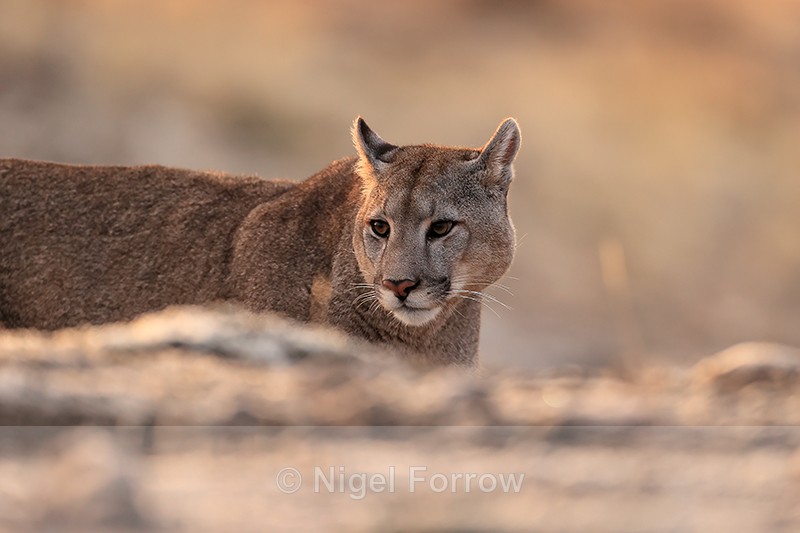 Male Puma Brissa, early morning, Torres del Paine, Chile - Puma