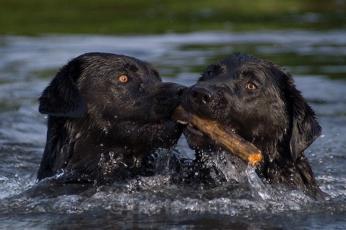 8 - Dogs