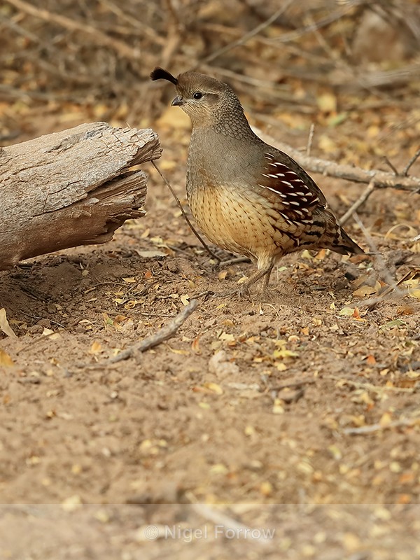 Gambel's Quail (female), Bosque del Apache, New Mexico - Gambel's Quail