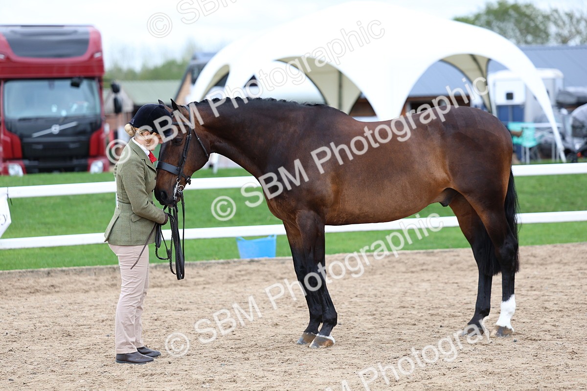 SBM_05738 - Class 28 - IH Veteran Horse