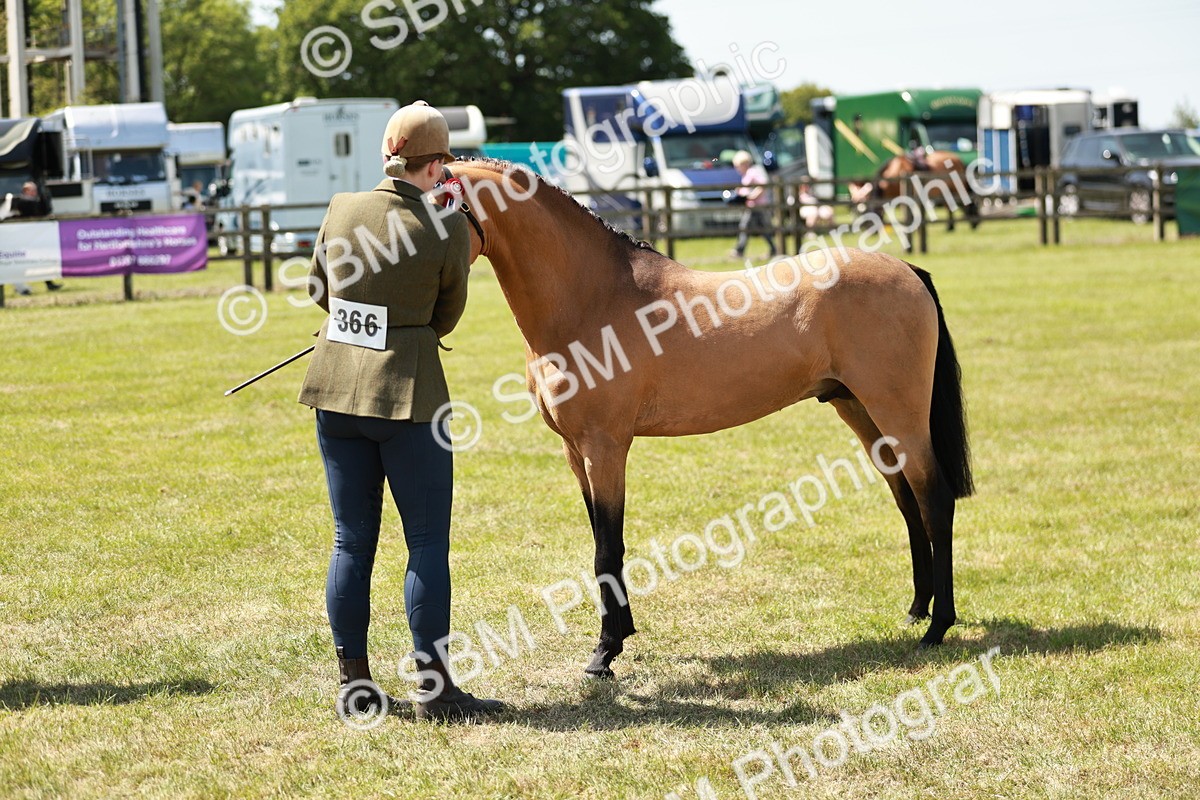 SBM_05571 - Class 41-45 - Riding Pony-Hunter Pony Breeding
