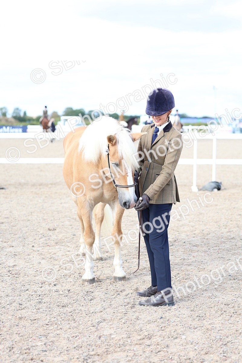 SBM_18759 - Class 317 - IH Pure Bred Horse-Pony