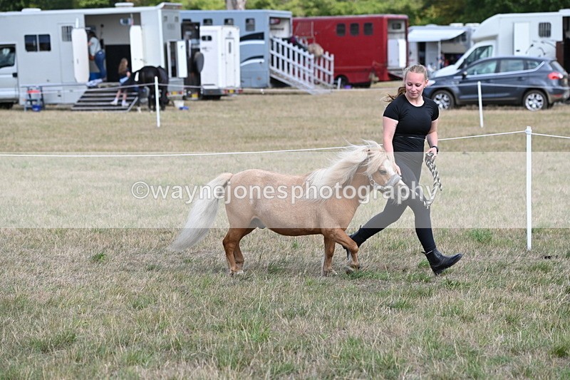 WJ6_6902 - Class 21 Shetland & Mini Horses
