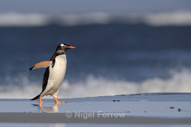 Gentoo Penguin walking, flippers out, Sea Lion Island - Gentoo Penguin