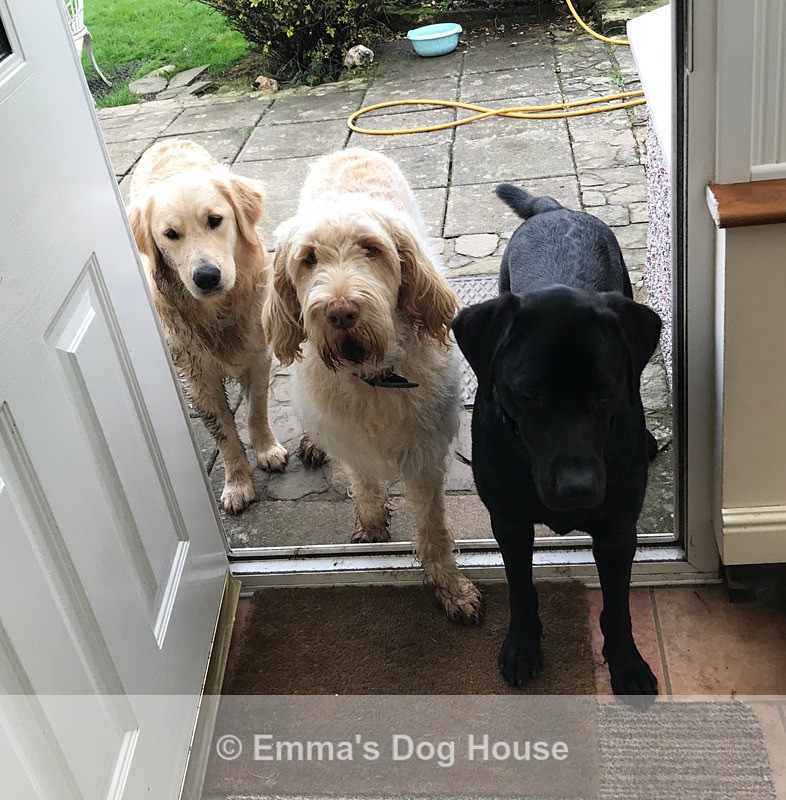  - Dogs