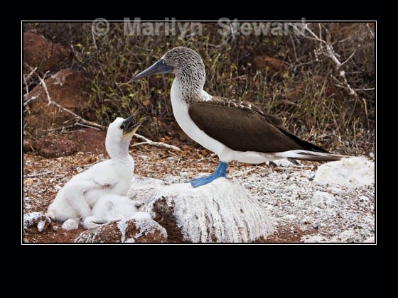 Booby with chicks - Galapagos Islands