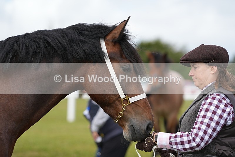 DSC05834 - Class 51: NPS M&M 4 years and over Large Breeds