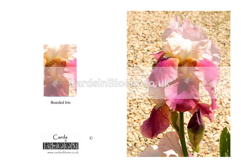 003 Bearded Iris - THE IRIS CARD COLLECTION