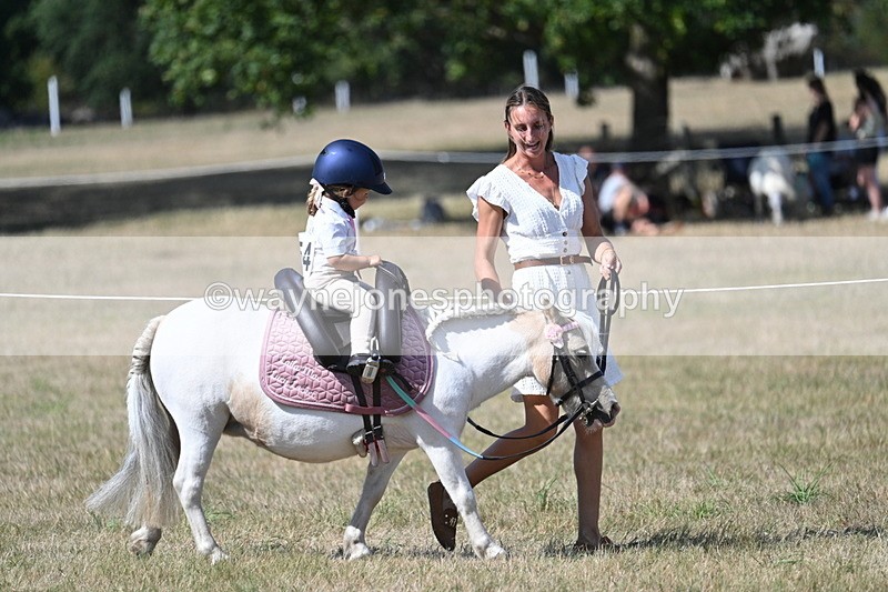 WJ7_1231 - Class 41 Prettiest Mare