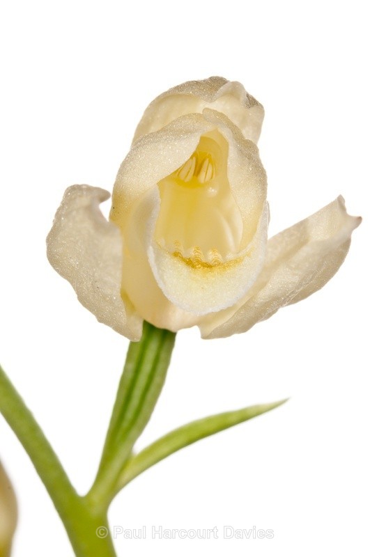 - WB: Orchids - Various