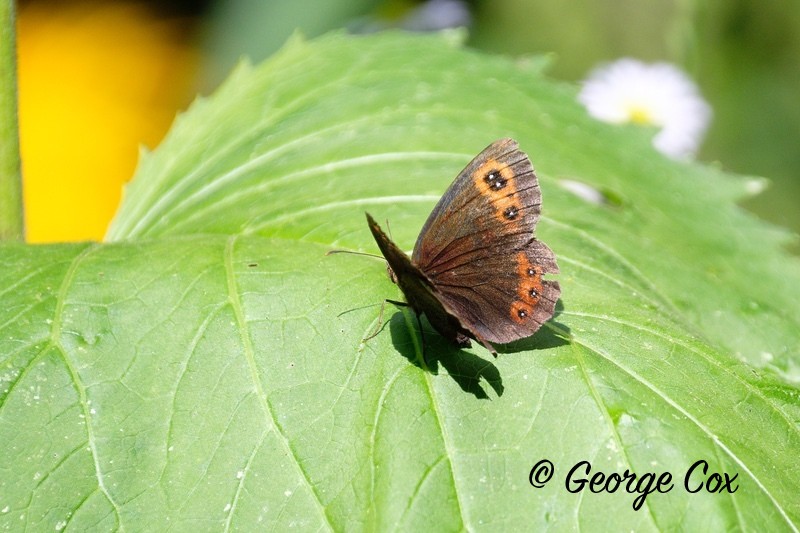 Scotch Argus2 - Romania