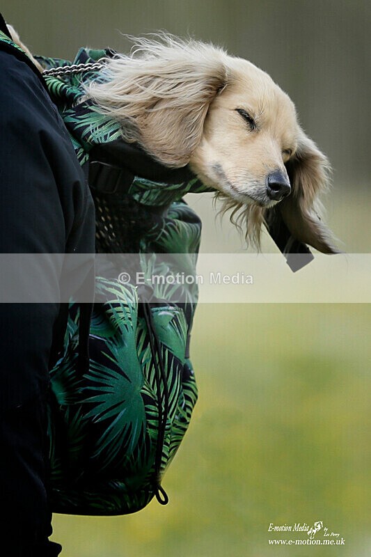 BE 300421 182a - Dogs