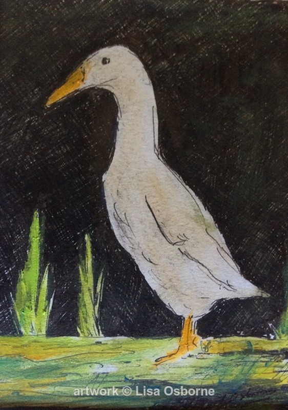 Runner duck - Animals