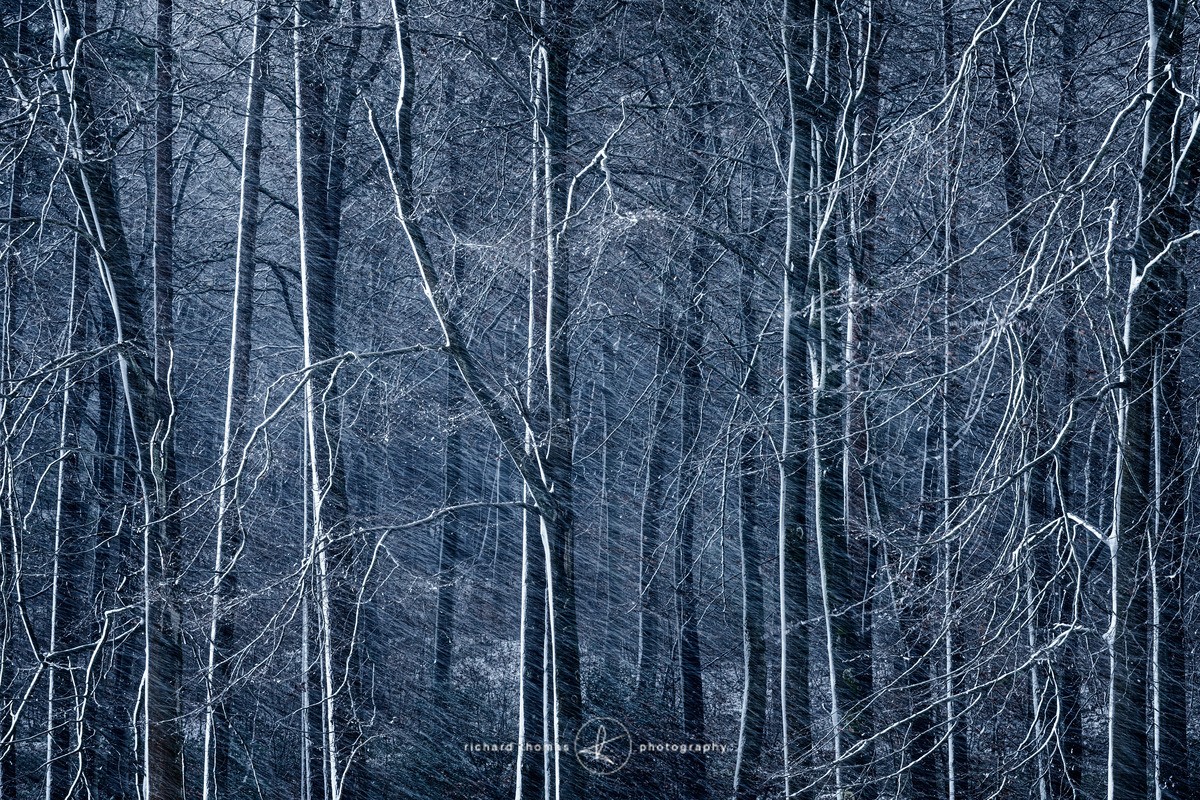 Beech blizzard - WINTER