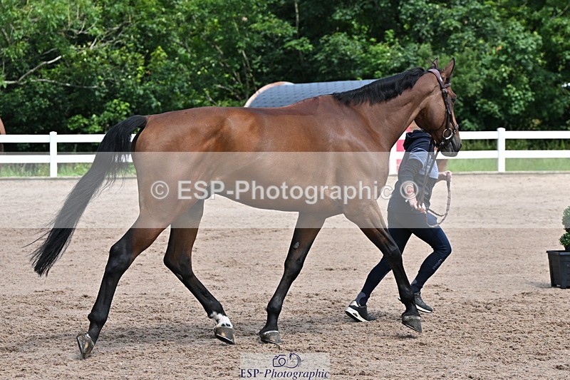 240718A-105250-01222 - Trot Up 12pm to 1pm