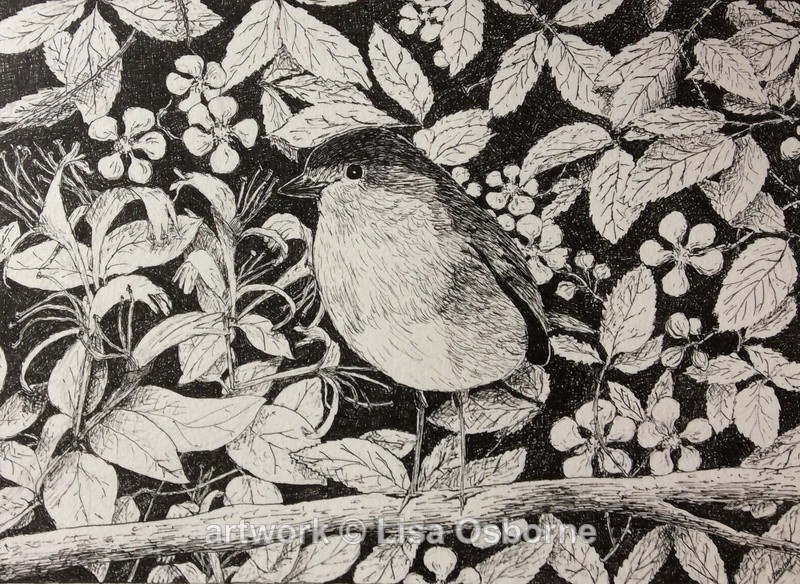 Robin - Animals