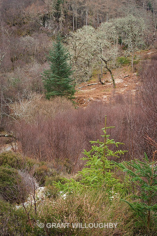 Scots pine img1 - Woods Trees Gorges and Waterfalls