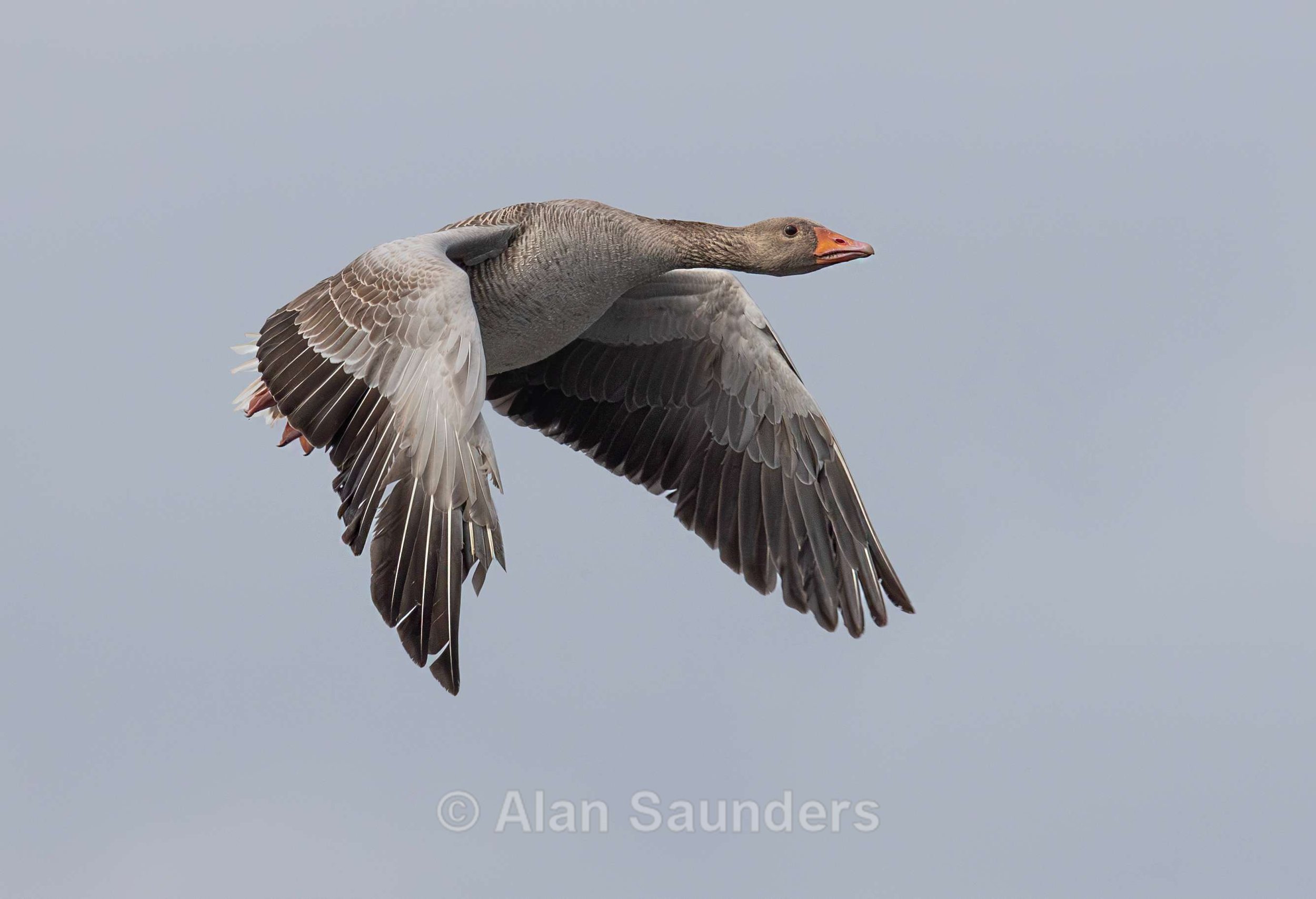 Greylag Goose 1