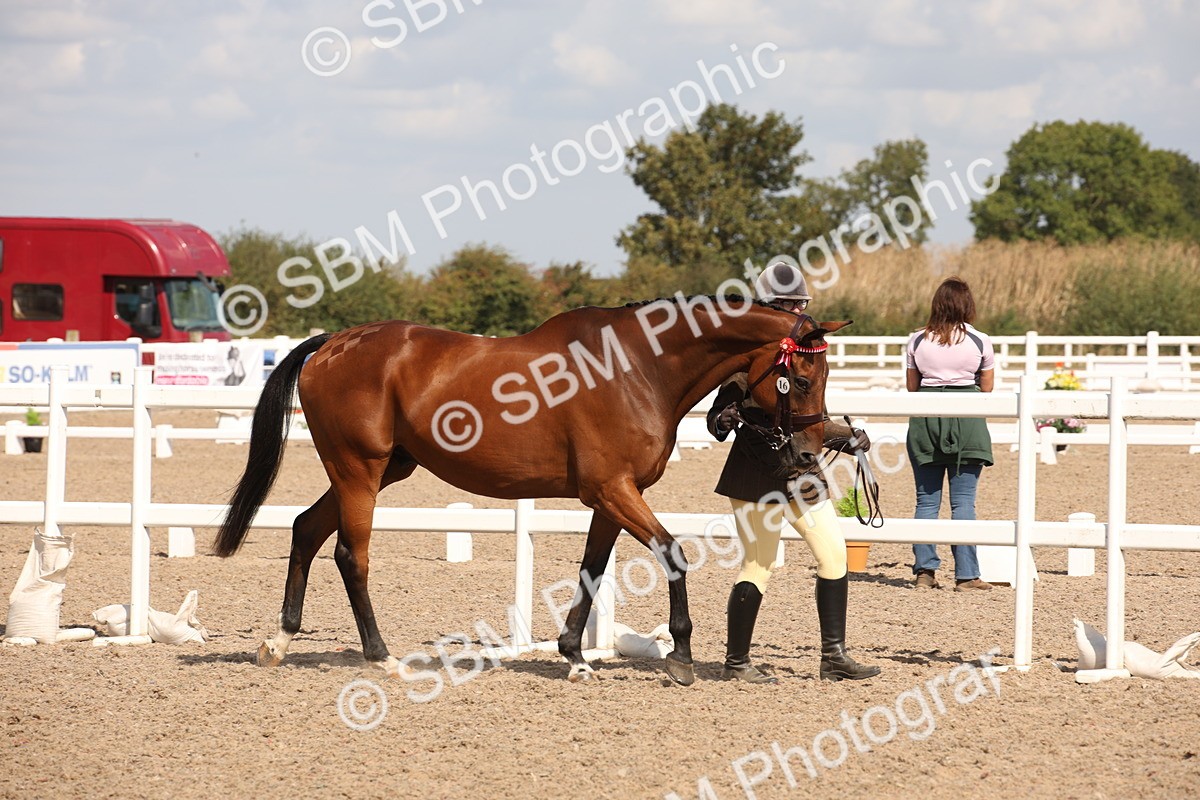 SBM_03382 - Class 18 Handsomest Gelding (IH or Ridden)
