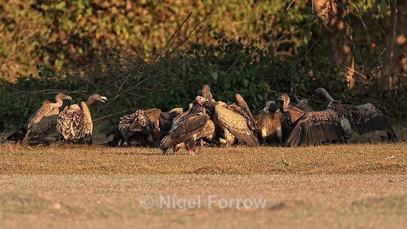 Red-headed Vulture by kill, Bandhavgarh Reserve, Madhya Pradesh, India - Red-headed Vulture