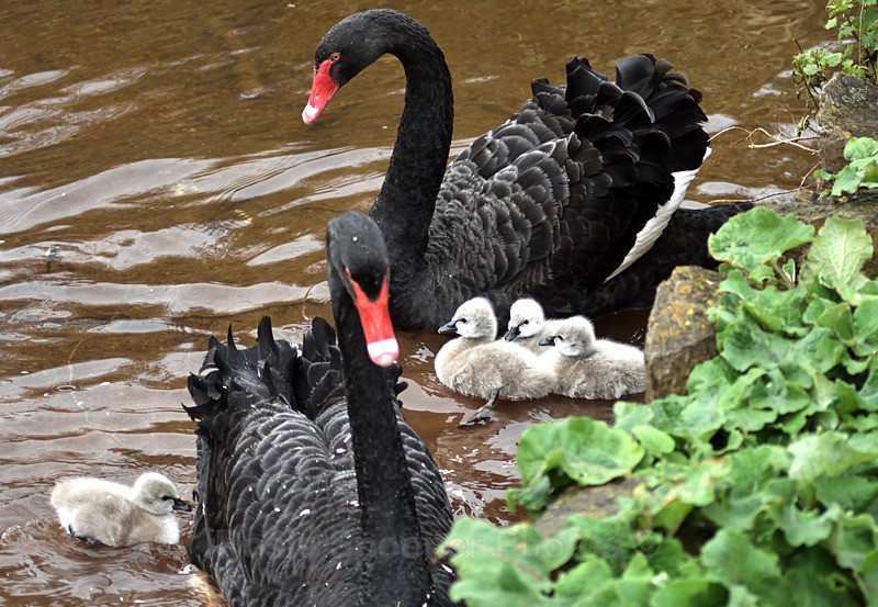4 day old Black Swans at Dawlish 3 - Dawlish (mainly black swans)