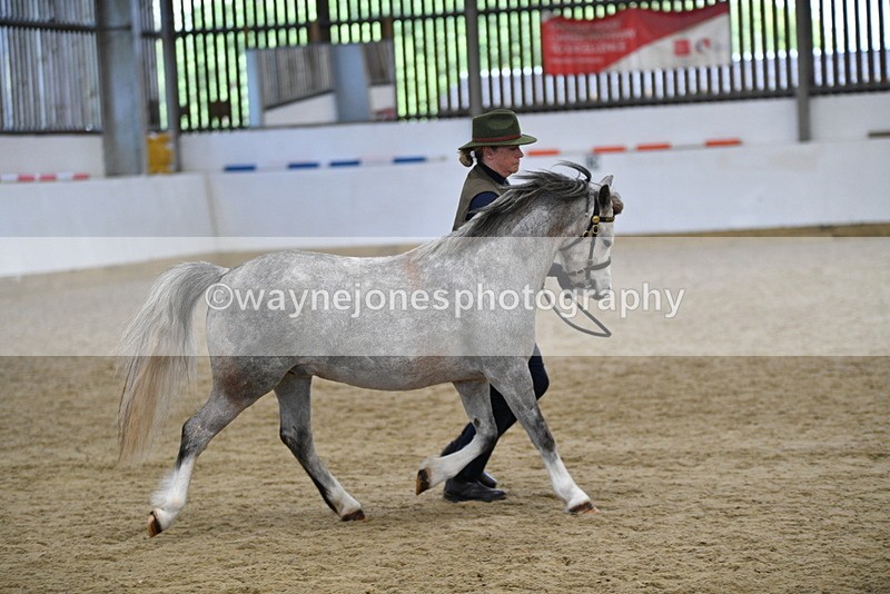 WJ5_5687 - Morning in hand Championship