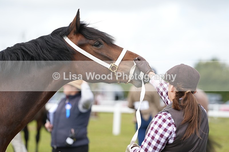 DSC05837 - Class 51: NPS M&M 4 years and over Large Breeds