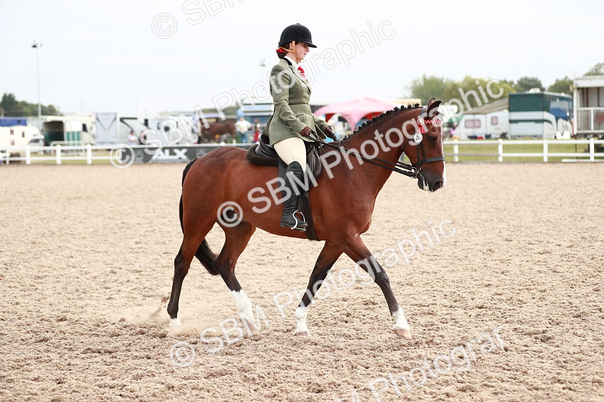 SBM_17588 - Class 215 Ridden Hack/ Riding Horse