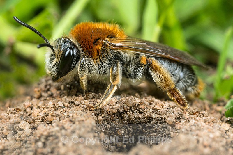 Andrena haemorrhoa (f) - Andrena haemorrhoa