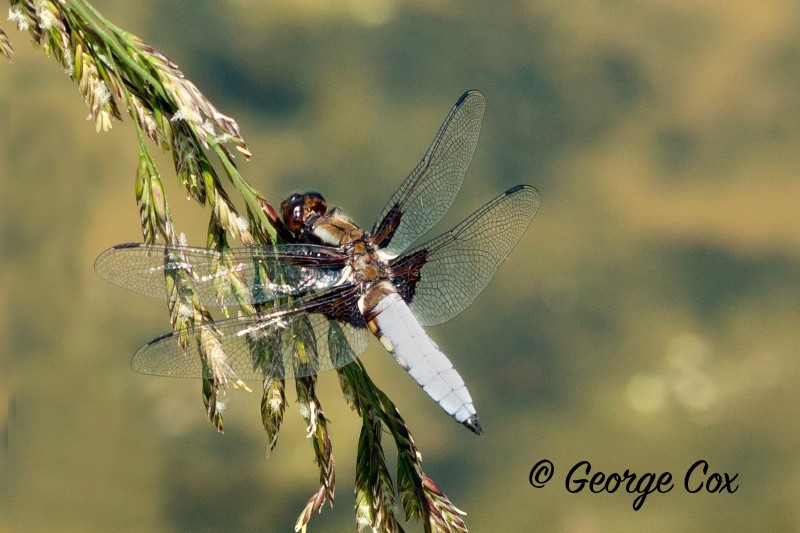 Broad Bodied Chaser - Dragonflies