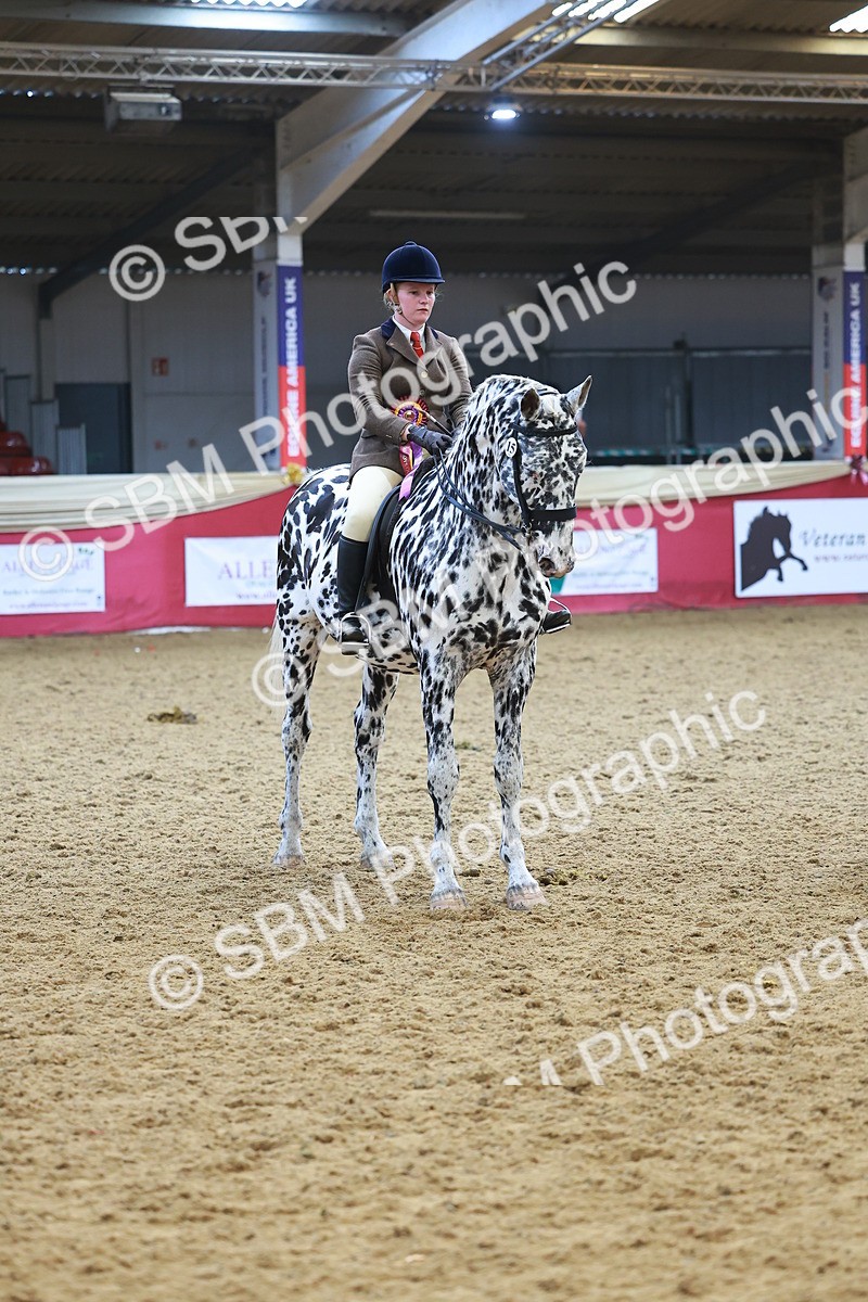 SBM_12704 - Class 103 - HOYS Veteran Qualifier - Ridden Pre Vet