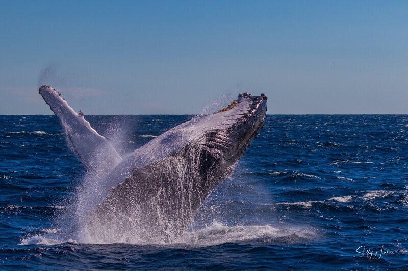 Humpback Breach into the wind 5. 0A3A2795 - 2025 Whales