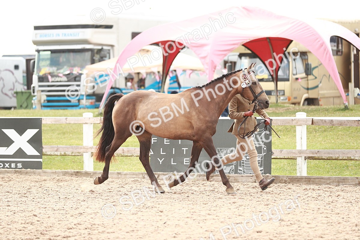 SBM_13162 - Class 208 IH Veteran Horse