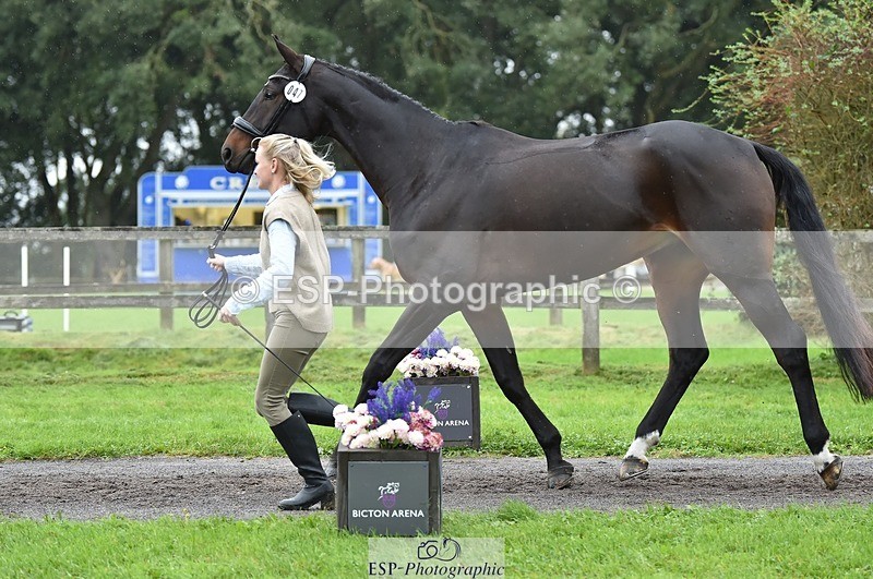 231018-124228-00464 - 047-FIREBALL.III-Oda.Christine.Lippestad-TrotUp