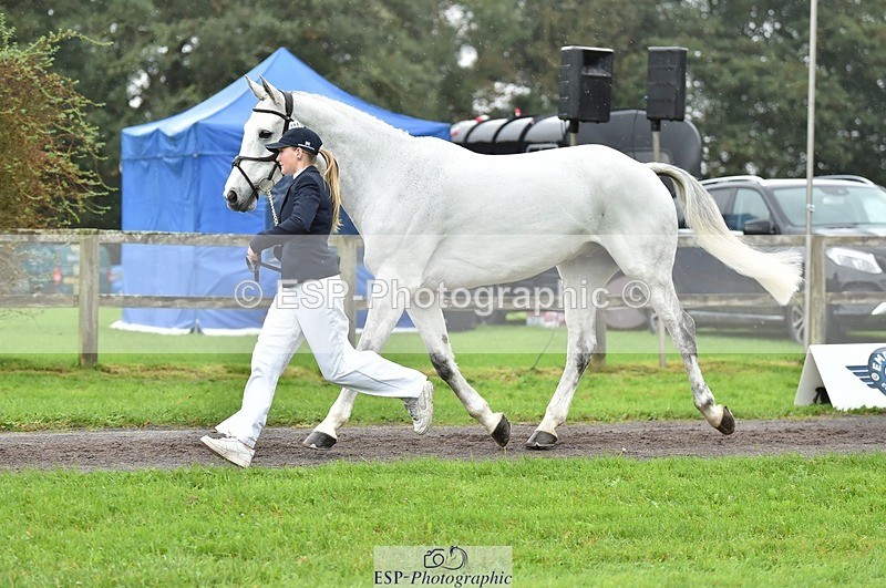 231018-125122-00570 - 072-CARROW.IROKO-Alice.England-TrotUp