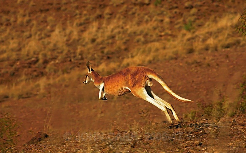 Red Kangaroo 3 - ANIMAL AND BIRD PHOTOS