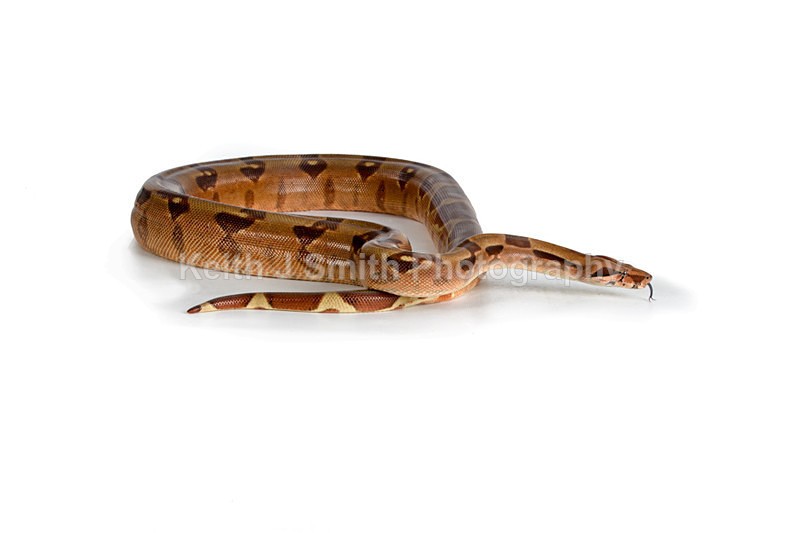 1KJS0200 - Roaming Reptile Show