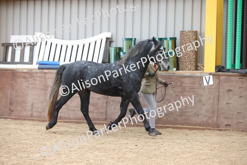 20251109-0999 - Class 27 - Stallions 4 Years and over