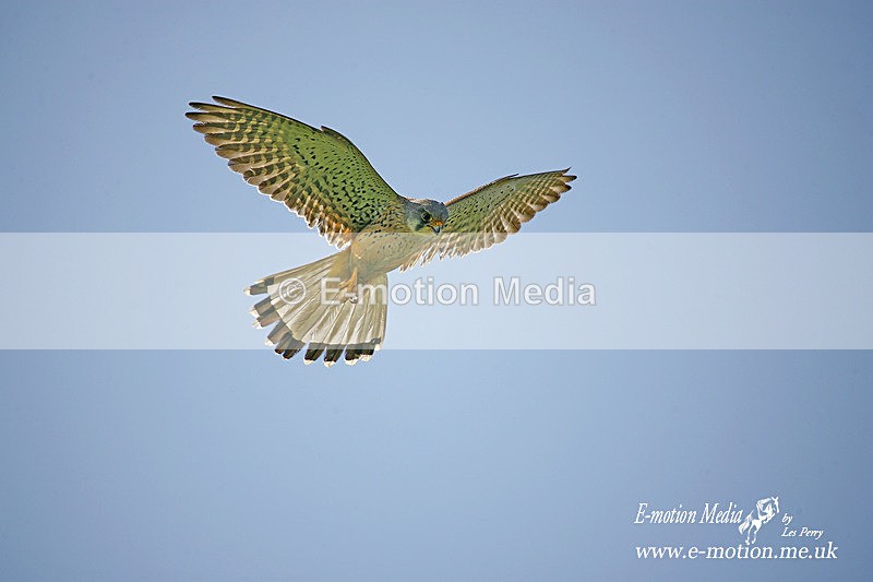 Kestrel 270406 - Nature