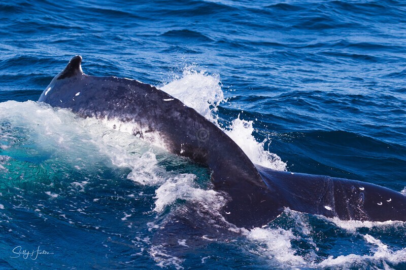 Power 0A3A1583 - Humpback Whales
