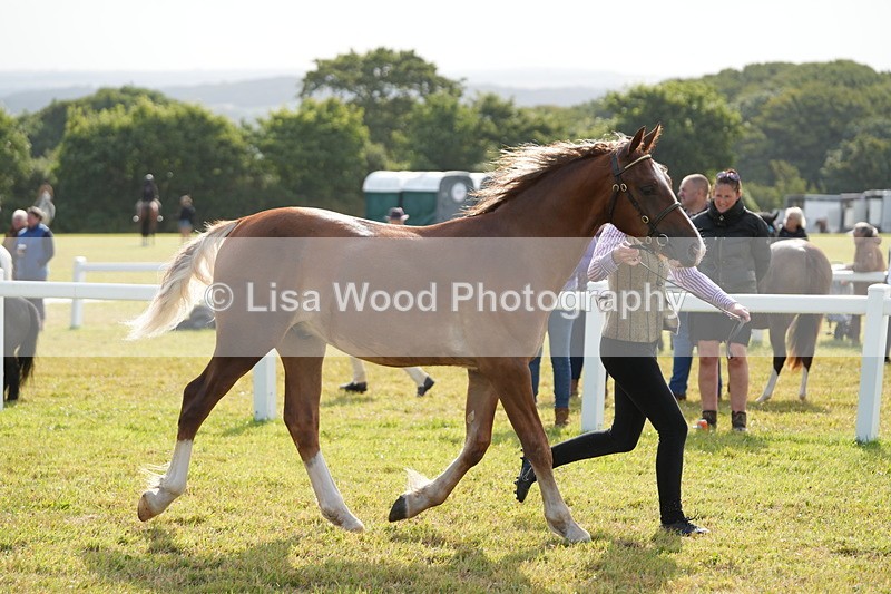 DSC04813 - Class 47: NPS M&M Yearling