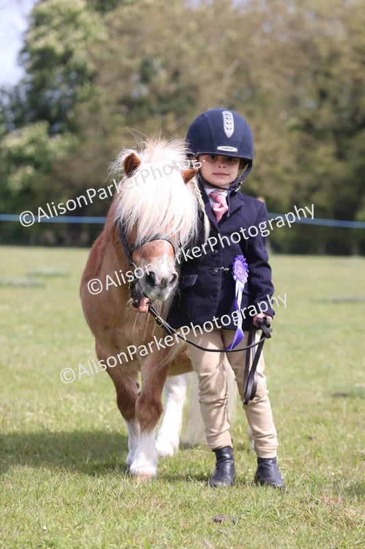20260426-3148 - Class 26 - Shetland Ponies and Minitures