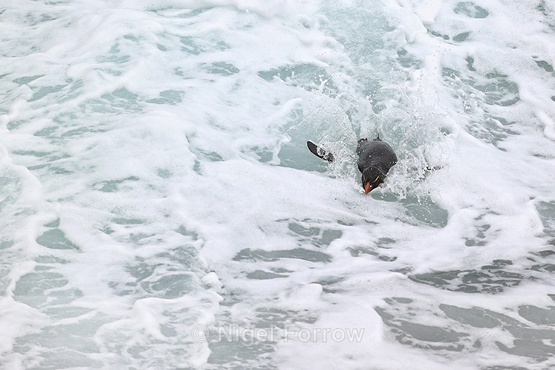 Rockhopper Penguin swimmimg, foaming sea, Saunders Island - Rockhopper Penguin
