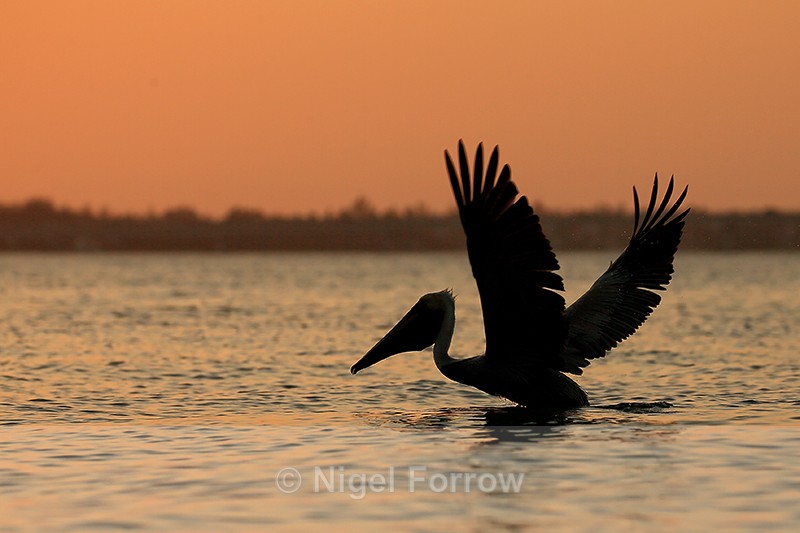 Silhouetted Brown Pelican begins take-off, Sanibel Island, Florida - Brown Pelican