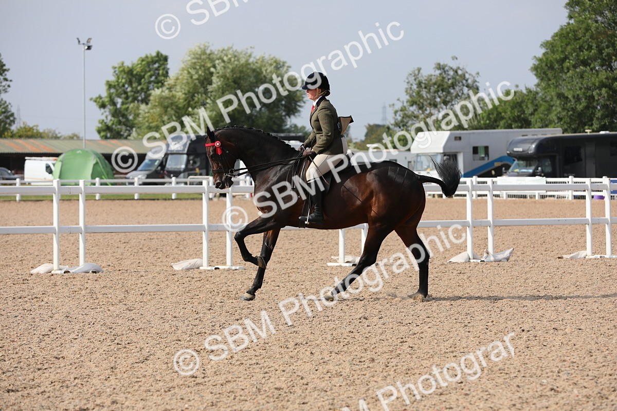 SBM_11391 - Class 305 Ridden Foreign Breeds- Pure Bred