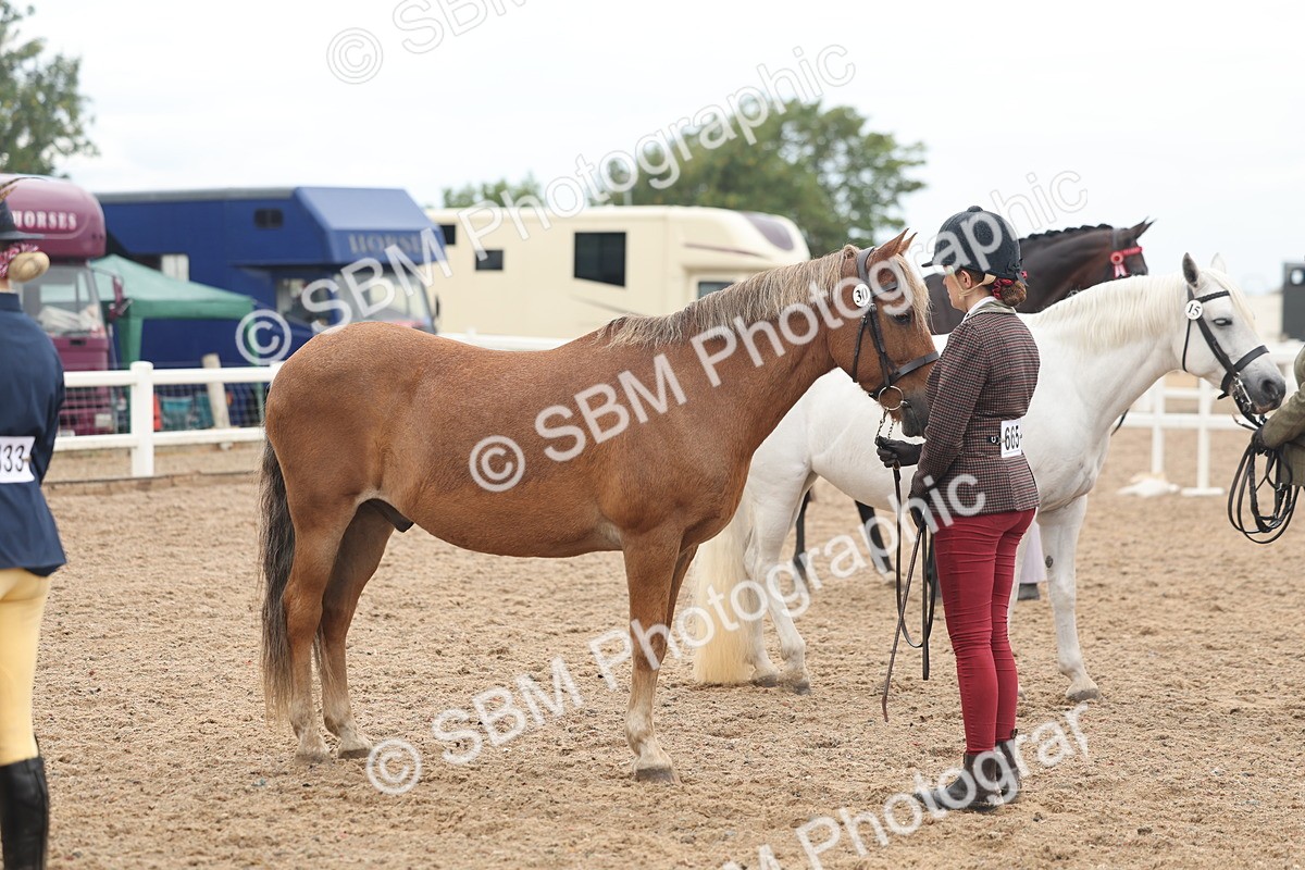 SBM_07800 - Class 27 - IH Competition Horse/Pony