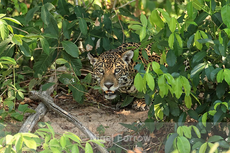 Jaguar head surrounded by bushes, Rio Sao Lourenco, Brazil - Jaguar