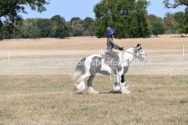 WJ6_8798 - Class 38 Ridden Riding Horse/Pony