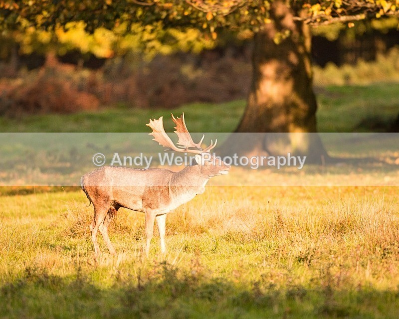 20111022-_MG_6716 - Fallow Deer