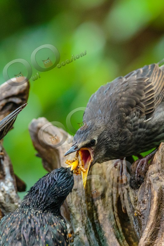 Starling Sturnus vulgaris-9968 - UK birds